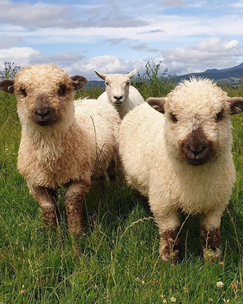 Two Highland sheep in a hill pasture